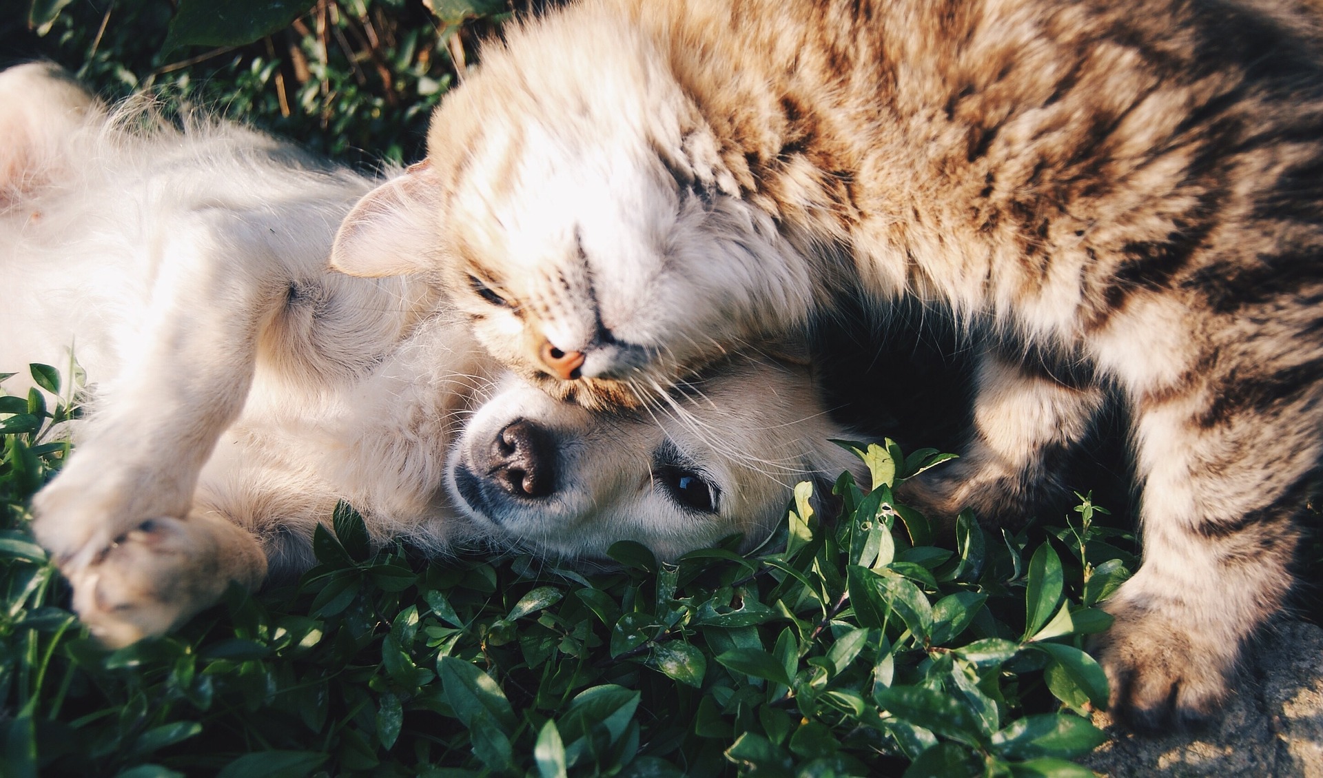 Reflexzoneterapi til hund og kat