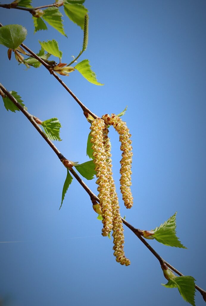 Allergi