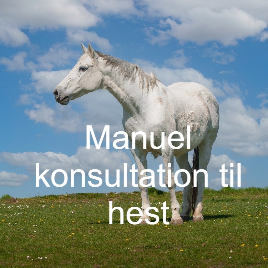 Kan være et billede af hest og tekst