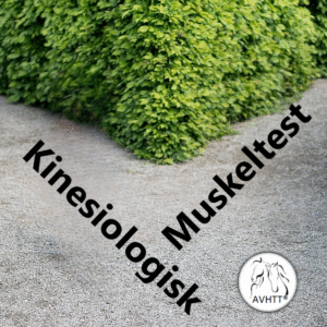 Kinesiologisk Muskeltest